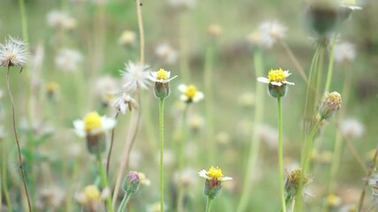 Wall Mural - Wild flowers with beautiful yellow color. Videos are suitable for use for sad illustrations and other concepts