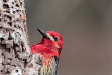 Red Headed Woodpecker Perched On The Side Of A Tree