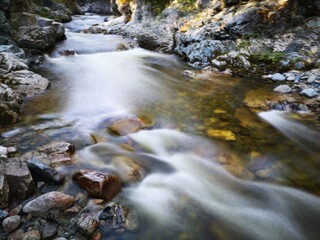 river in the forest