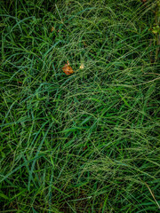 Sticker - Vertical shot of the dark green grass growing randomly on the ground and a fallen leaf on them.