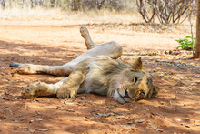 A Relaxed Kid Male Lion With Spread Legs And Sleepy