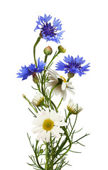 Wall Mural - Daisies and blue knapweed flowers in a summer floral arrangement isolated