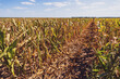© djoronimo - Devastated and dry corn field because of long drought in summer.