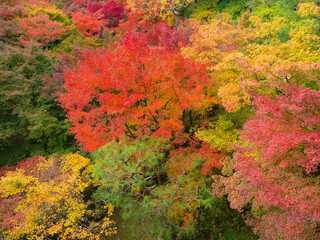 Wall Mural - colorful autumn foliage in kyoto, japan