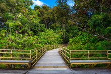 Wooden Boardwalk In The Rainforest Of Manuel Antonio National Park, Costa Rica