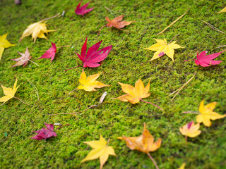 Wall Mural - colorful maple leaves laying on the ground during autumn season