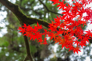 Wall Mural - japanese maple tree in autumn season with red leaves