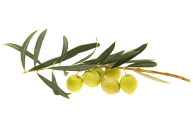 Wall Mural - branch with green olives isolated