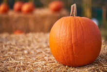 Autumn Still-life With Pumpkins