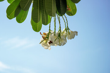 Canvas Print - branch of a tree