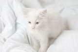 Fototapeta Koty - small white domestic kitten on bed with white blanket. cute adorable pet cat