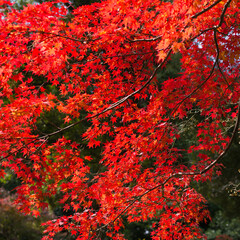 Wall Mural - red maple tree in autumn season