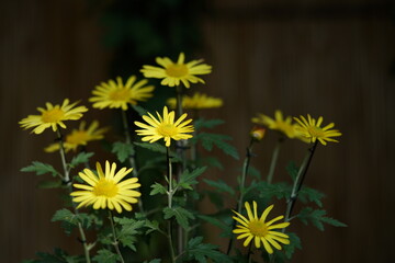 Wall Mural - light yellow flowers of chrysanthemum 'higo giku' in full bloom