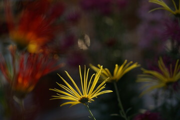 Wall Mural - light yellow flowers of chrysanthemum 'higo giku' in full bloom