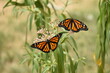 Monarch butterflies on swamp milkweed