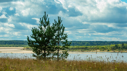 two pine trees growing on a hill against the backdrop of a river and a sandy shore