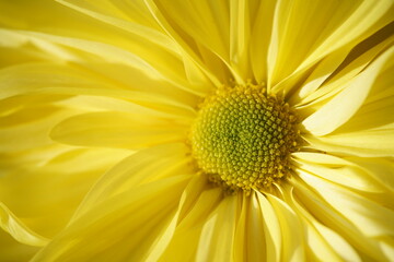 Wall Mural - light yellow flowers of chrysanthemum 'ichimonji giku' in full bloom
