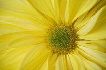 Wall Mural - light yellow flowers of chrysanthemum 'ichimonji giku' in full bloom