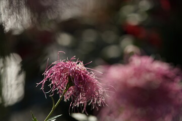 Wall Mural - light pink flowers of chrysanthemum 'ise giku' in full bloom