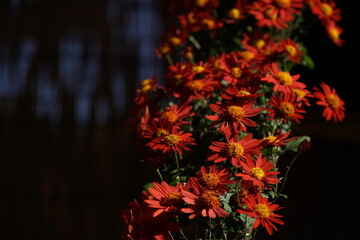 Wall Mural - red flowers of chrysanthemum 'kengai style' in full bloom