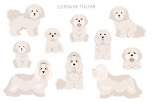 Coton De Tulear Clipart. Different Poses, Coat Colors Set