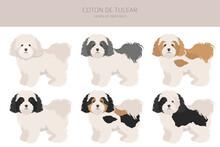 Coton De Tulear Clipart. Different Poses, Coat Colors Set