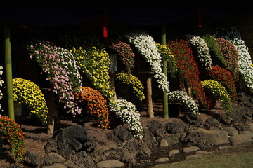 Wall Mural - various colors of flowers of chrysanthemum 'kengai style' in full bloom