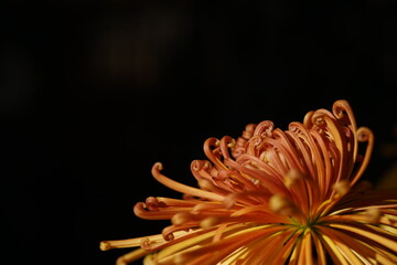 Wall Mural - light orange flower center of chrysanthemum 'kudamono' in full bloom