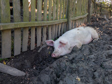 Domestic Pig Is Bathed In A Mud Bath In A Pig Pen, The Animal Is Rolled And Cooled In Mud