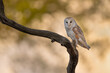 Barn owl perched on a branch with golden foliage in the background.