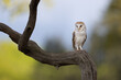 Barn Owl perched on a tree branch with blue sky in the background.  