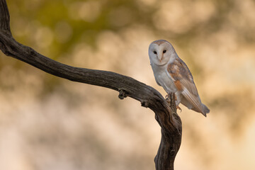 Wall Mural - barn owl perched on a branch with golden foliage in the background.