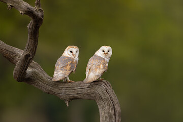 Wall Mural - male and female barn owl couple perched on a tree branch with green foliage background.