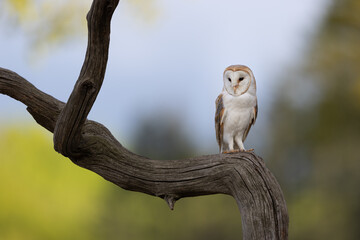 Wall Mural - barn owl perched on a tree branch with blue sky in the background.