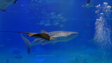 Fototapeta Do akwarium - fish in the water
