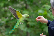 Ring Necked Parakeet In Hyde Park London Being Hand Fed