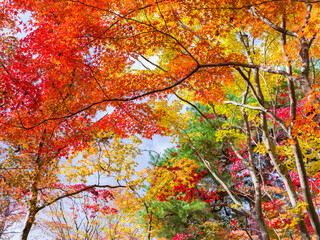 Wall Mural - beautiful autumn foliage in kyoto, japan