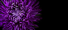 Purple Aster Flower Close-up. Copy Space
