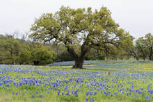A Lone Tree In A Field Of Bluebonnets.