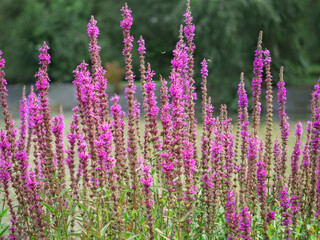 Wall Mural - Purple loosestrife flower spikes, Lythrum virgatum Rosy Gem