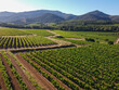 © barmalini - Wine making in  department Var in  Provence-Alpes-Cote d'Azur region of Southeastern France, vineyards in July with young green grapes near Saint-Tropez, cotes de Provence wine, aerial view