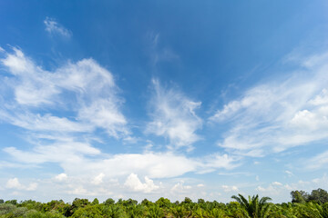 Wall Mural - clear blue sky with white fluffy clouds in the daytime over the forest.