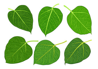 Wall Mural - Leaves green bodhi leaf isolated on white background