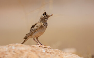 Wall Mural - Very beautiful shot of the endangered Crested Lark bird in its natural environment ( Galerida cristata )
