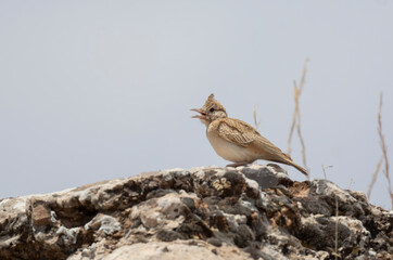 Wall Mural - Very beautiful shot of the endangered Crested Lark bird in its natural environment ( Galerida cristata )
