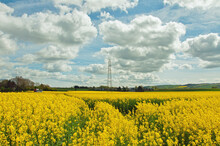 Yellow Canola Fields And Blue Sky