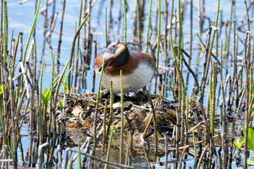 Wall Mural - Horned Grebe on nesting place smal lake in Sweden.