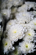 © Apodidaefineart - close up of a white chrysanthemum