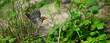 European Robin // Rotkehlchen (Erithacus rubecula) - Vogel des Jahres 2021