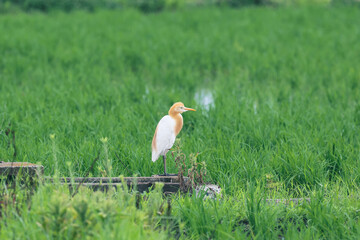 Wall Mural - 田んぼで餌を探すアマサギ